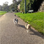 Millie, Chester and Diesel
