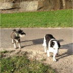 Diesel and Chester