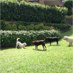 Lottie, Rebel, Chili and Hudson
