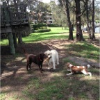 Rebel, Hudson and Jed