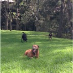 Lula, Chili and Cassie