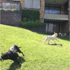 Chili, Lottie and Jed