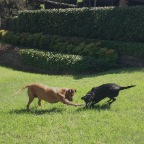 Lula and Chili