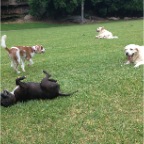 Milo, Jed, Abbie and Hudson