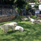 Hudson, Abbie and Goldie
