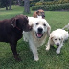 Rebel and Hudson