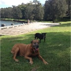 Lula, Milo and Rebel
