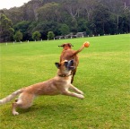 Scarlet on the ball