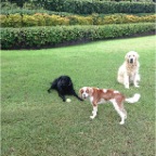 Chili, Jed and Hudson