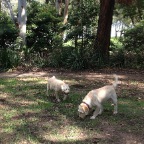 Goldie and Lottie