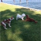 Jed, Max and Bentley