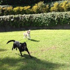 Indie and Jed