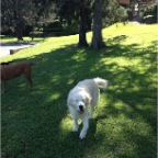 Toby 