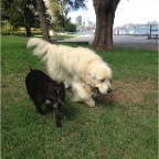 Milo and Hudson