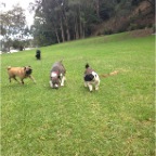 Pugsley, Baala and Gomez