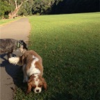 Diesel and Charlie Brown