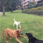 Lula, Chili and Lottie
