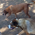 Lula and Chico