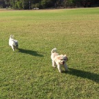 Wilbur and Archie