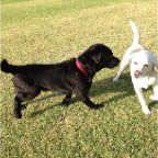 Lex and Max