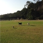 Millie, Max and Lex