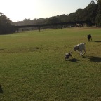 Archie, Millie, Max and Lex