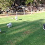 Archie, Wilbur, Max and Diesel