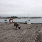 Baala can hear pigeons