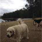 Hudson, Brandy, Chili and Jed