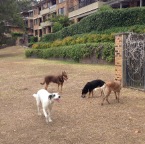 Brandy, Cody, Cassie and Wilbur