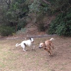 Brandy and Wilbur