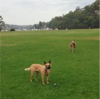 Scarlet and Wilbur