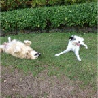 Hudson, Brandy and Chili