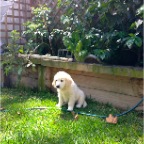 Nelson