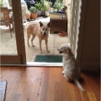 Wilbur and Nelson