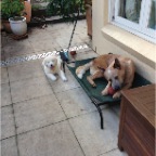 Nelson and Wilbur
