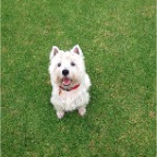 Bertie