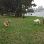 Wilbur, Brandy, Cody and Cassie
