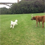 Max, Lula and Jed