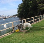Brandy and Coco