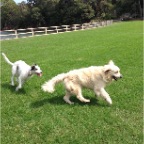 Brandy and Hudson