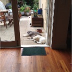 Nelson and Coco