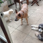 Nelson, Wilbur and Coco