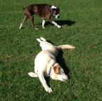 Taz and Darcy