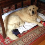 Hudson with Duck