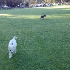 Nelson and Diesel