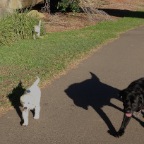Nelson and Lex