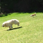 Hudson and Mia