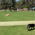 Cassie, Mia and Wilbur
